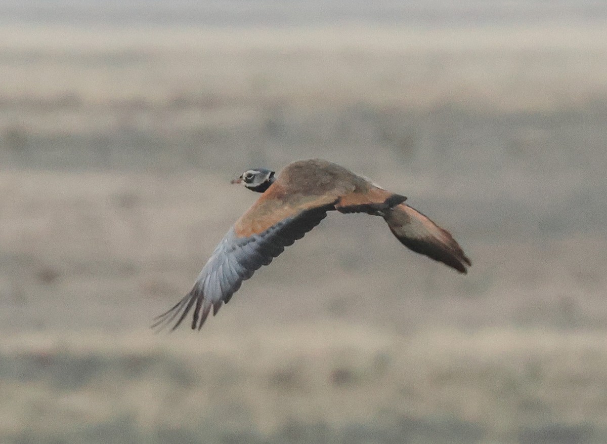 Blue Bustard - ML646281476