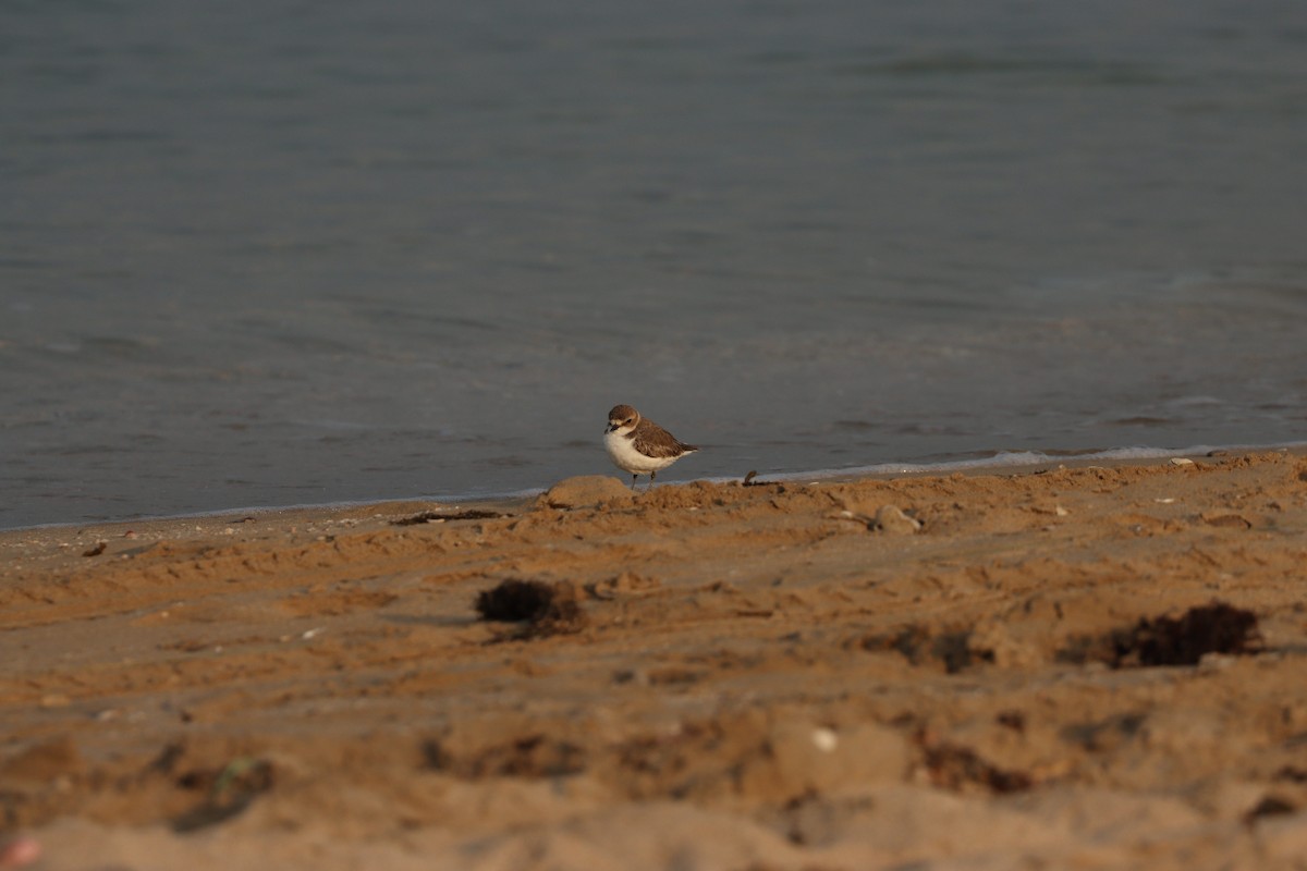 Kentish Plover - ML646281477