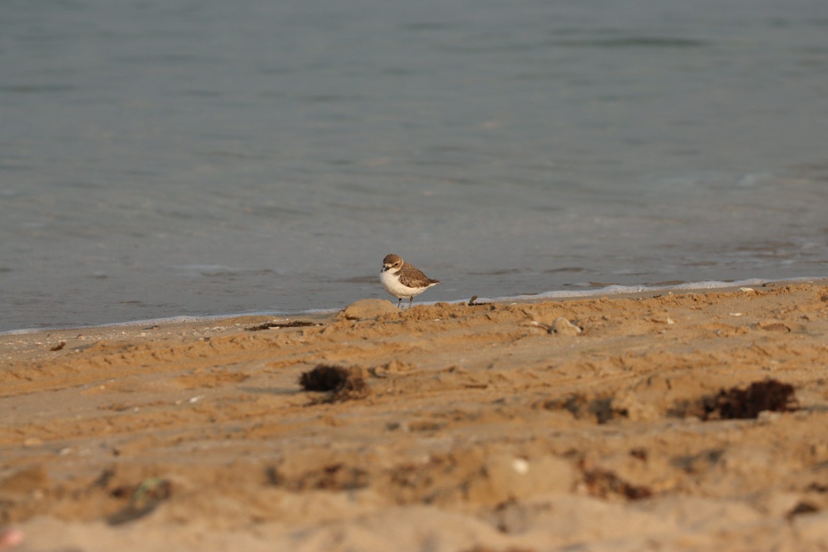 Kentish Plover - ML646281478