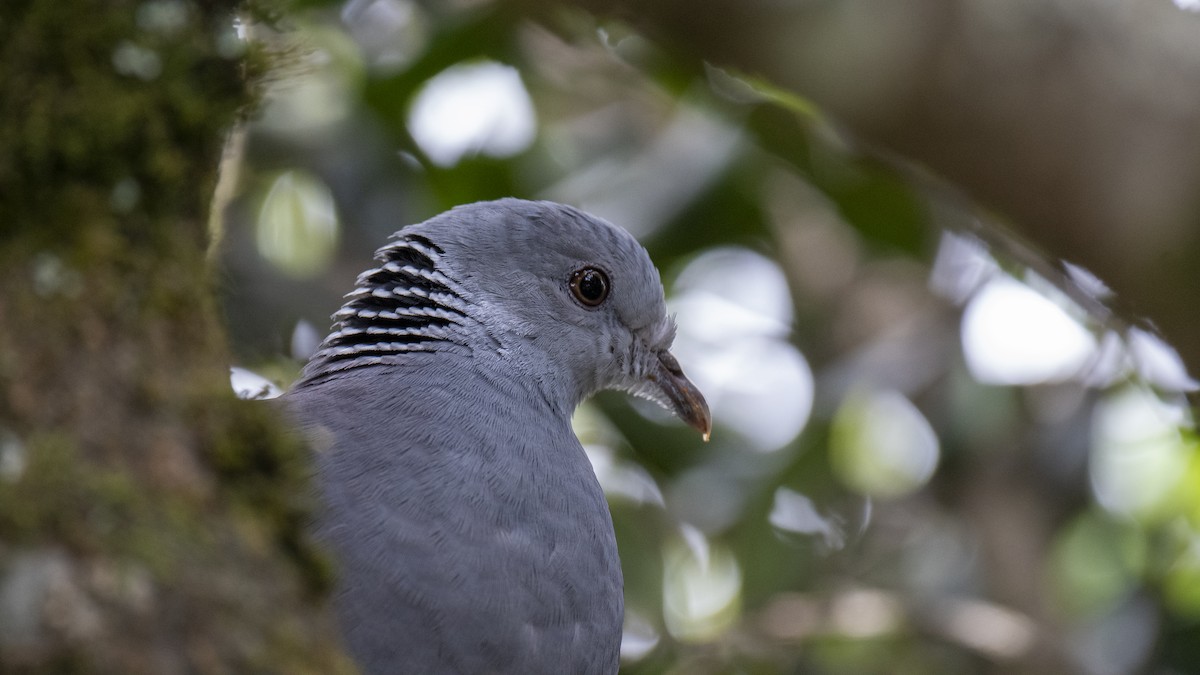 Голуб нільгирійський - ML646281481