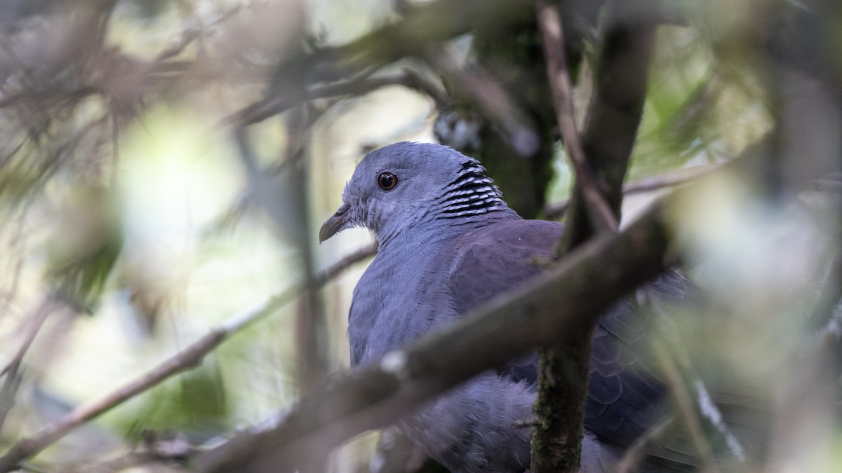 Голуб нільгирійський - ML646281482