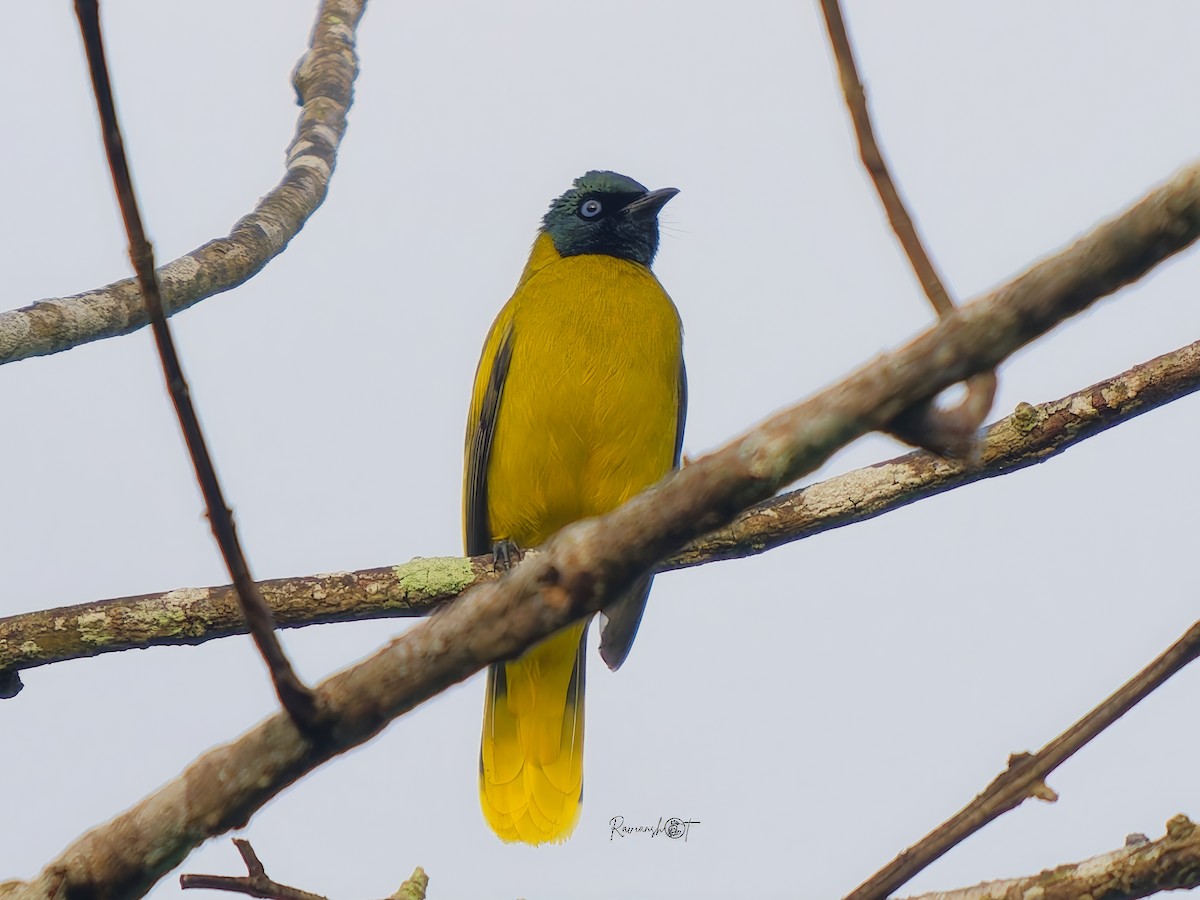 Black-headed Bulbul - ML646281484