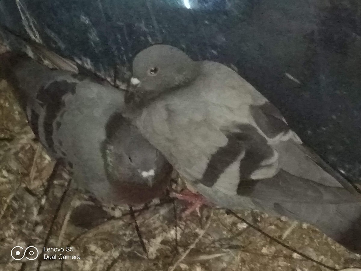 Rock Pigeon (Feral Pigeon) - ML646281485