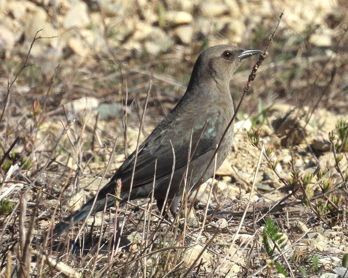 Brewer's Blackbird - ML646281487
