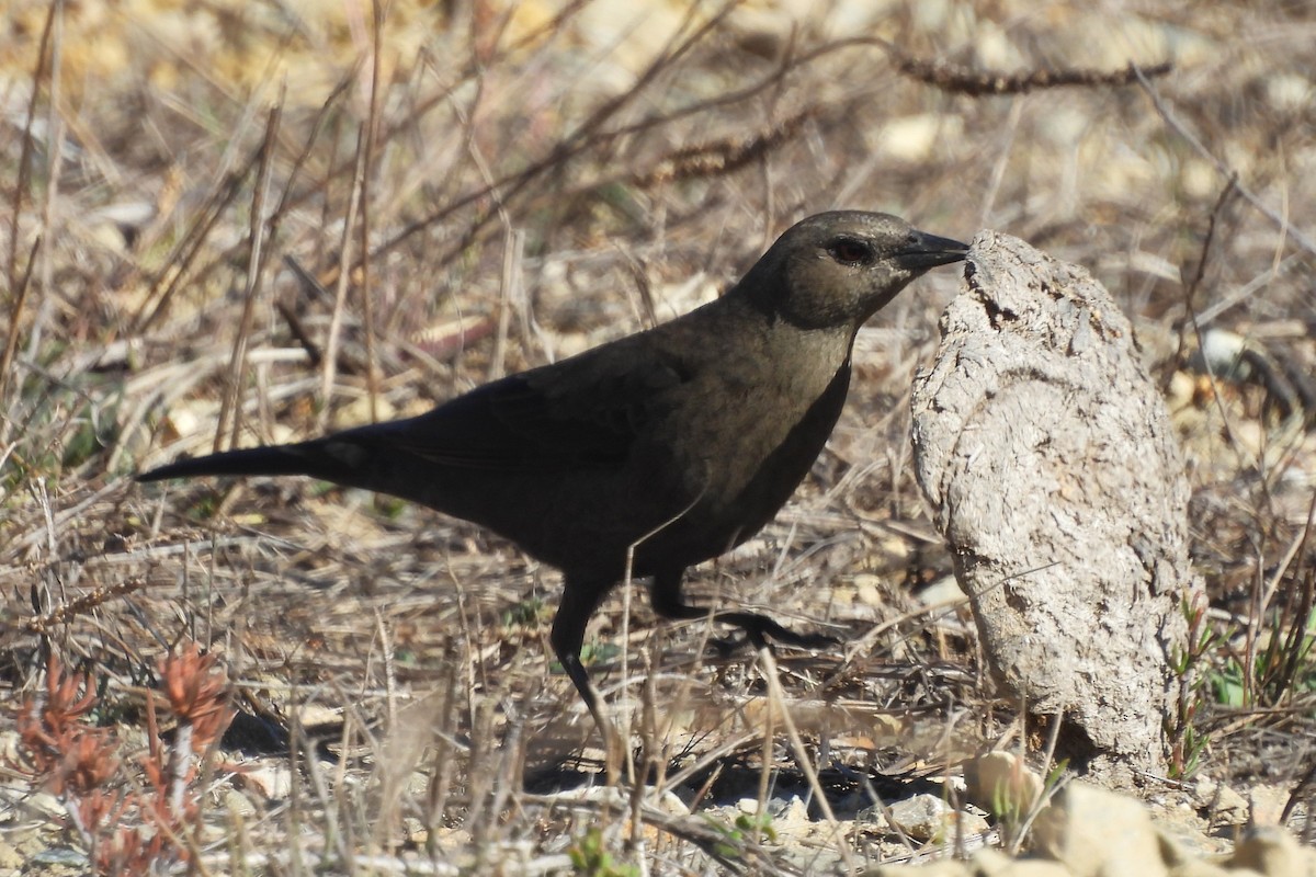 Brewer's Blackbird - ML646281488