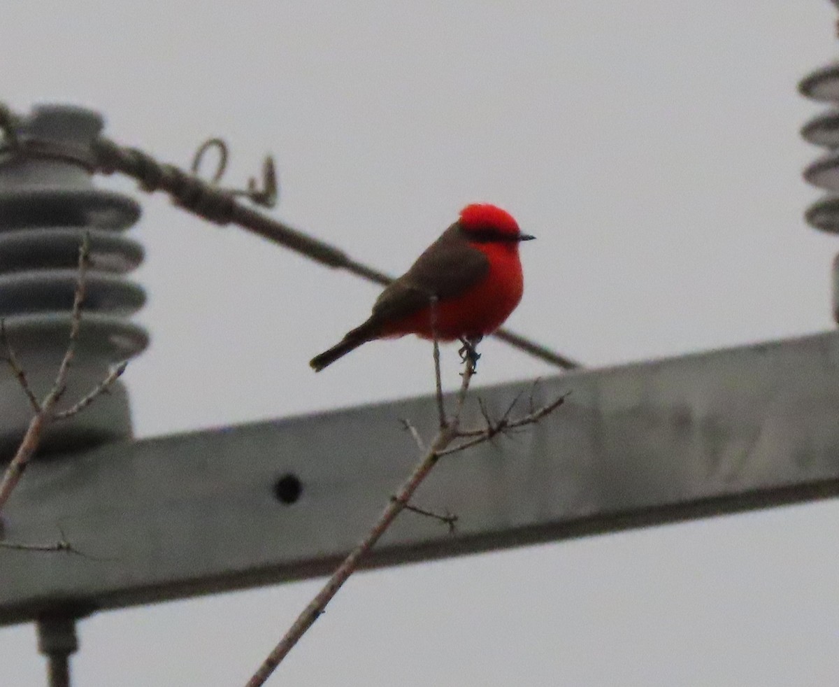 Vermilion Flycatcher - ML646281490