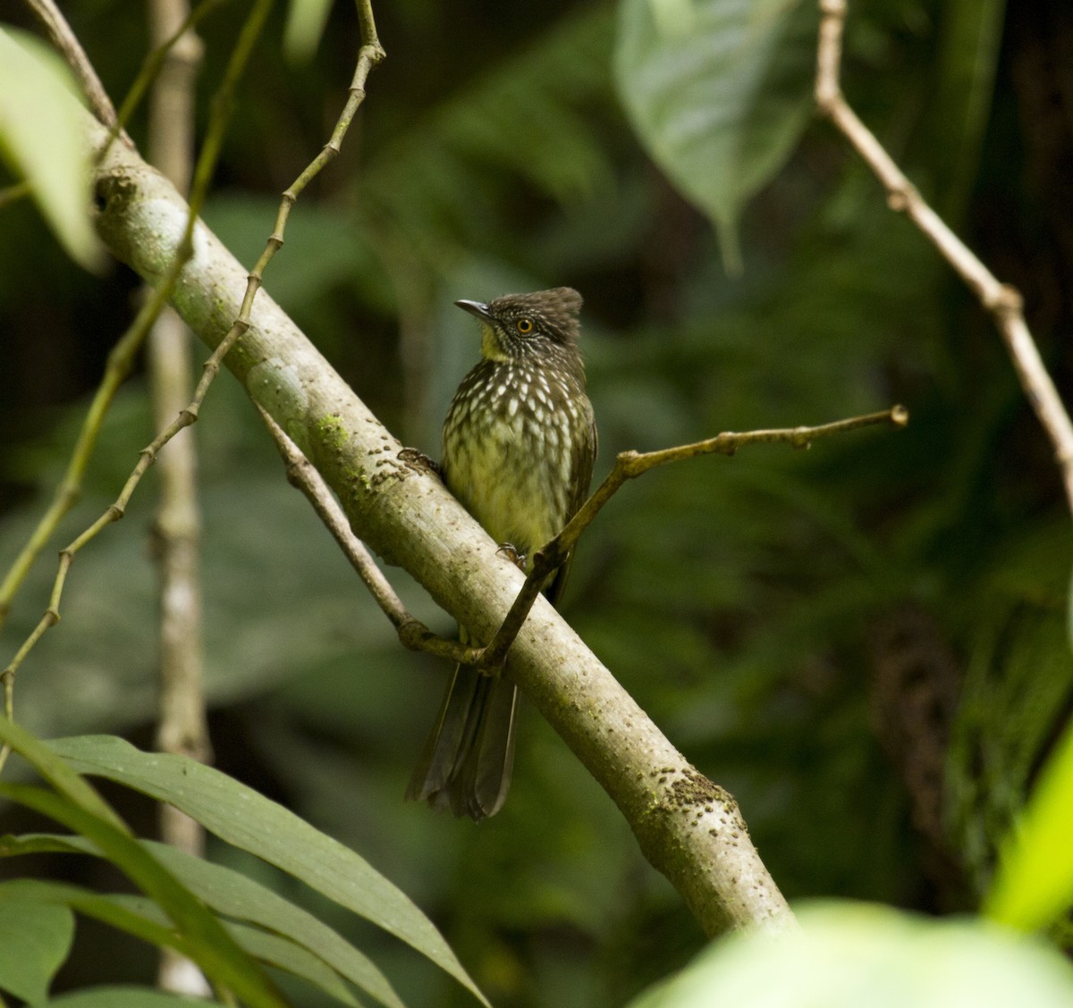 Sumatran Bulbul - ML646281491