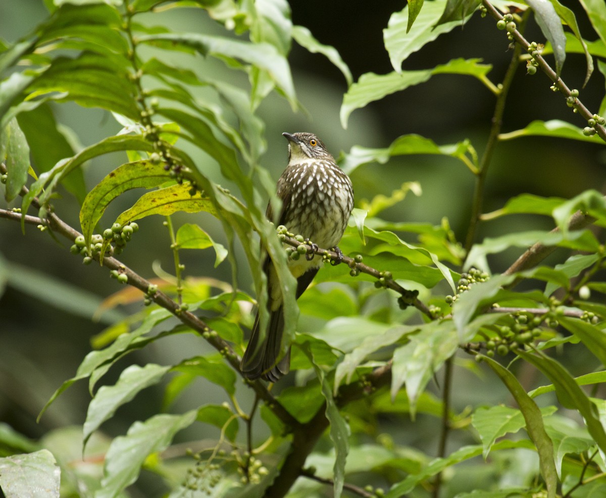 Sumatran Bulbul - ML646281492