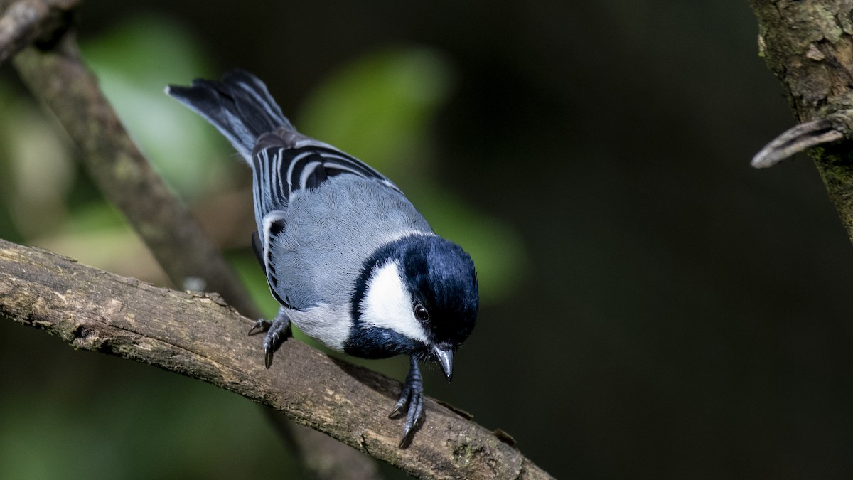 Asian Tit (Cinereous) - ML646281493