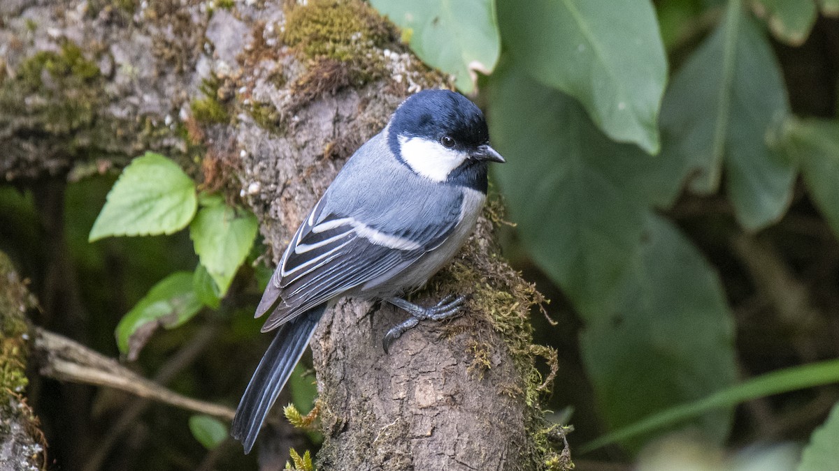 Asian Tit (Cinereous) - ML646281494