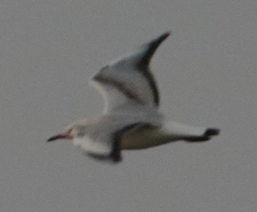 Black-headed Gull - ML646281501