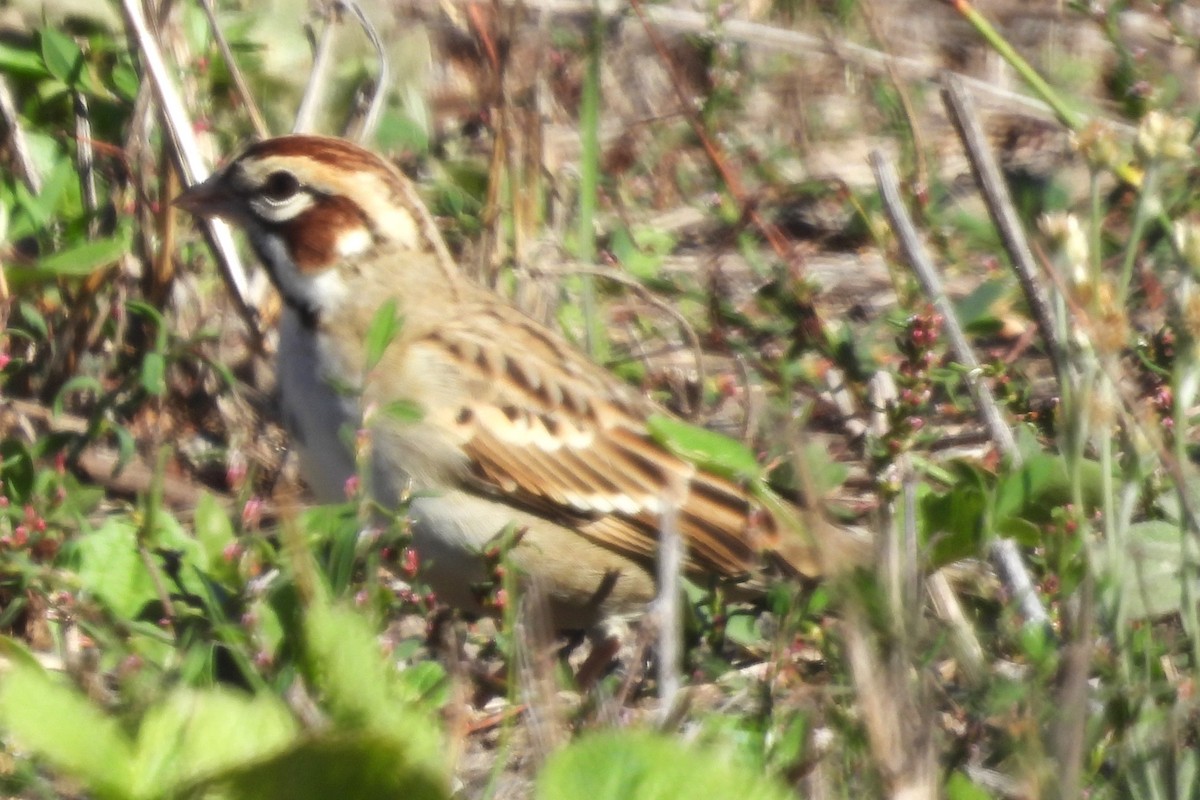 Lark Sparrow - ML646281504