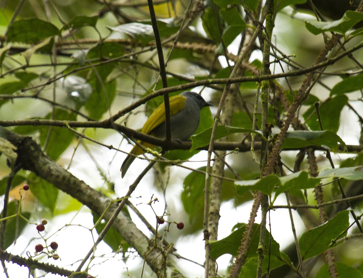 Bulbul Ventrigrís - ML646281513