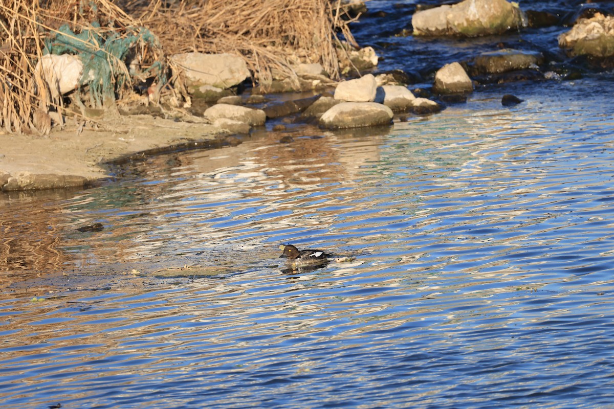 Common Goldeneye - ML646281515