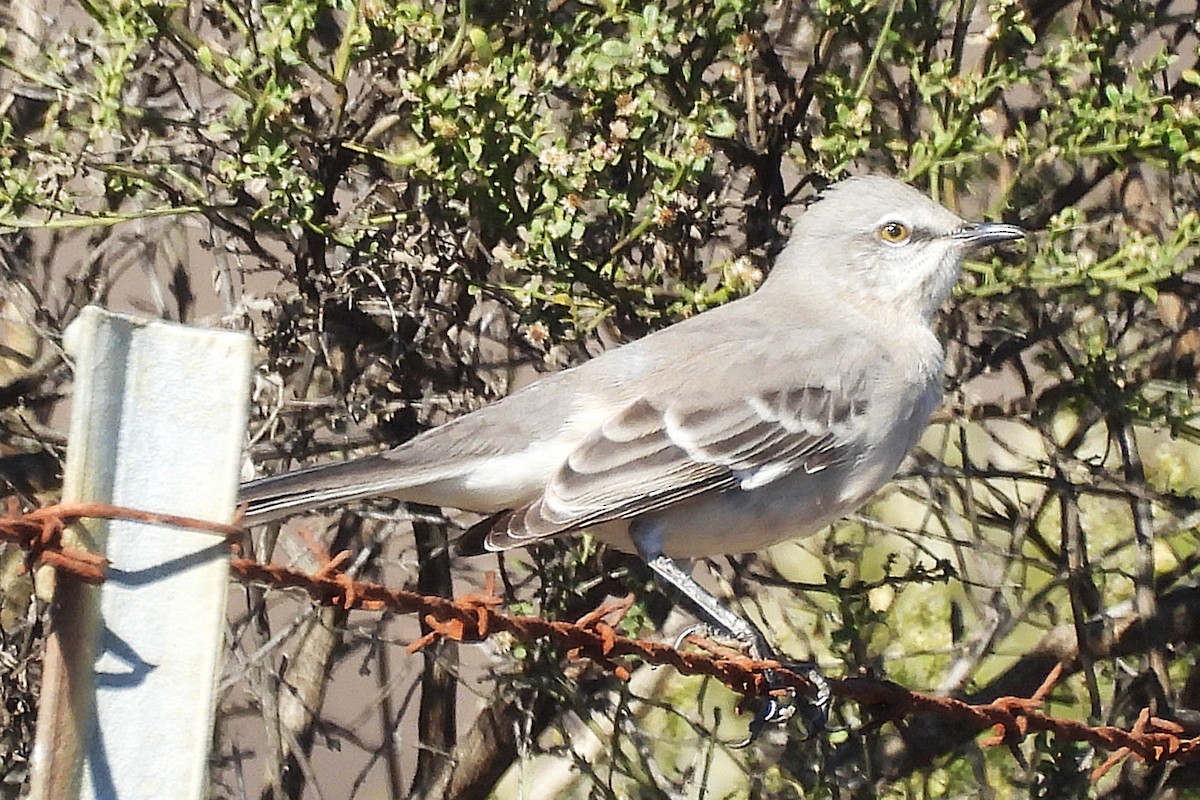 Northern Mockingbird - ML646281516