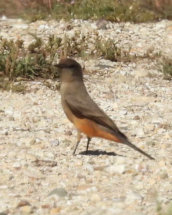Say's Phoebe - ML646281530
