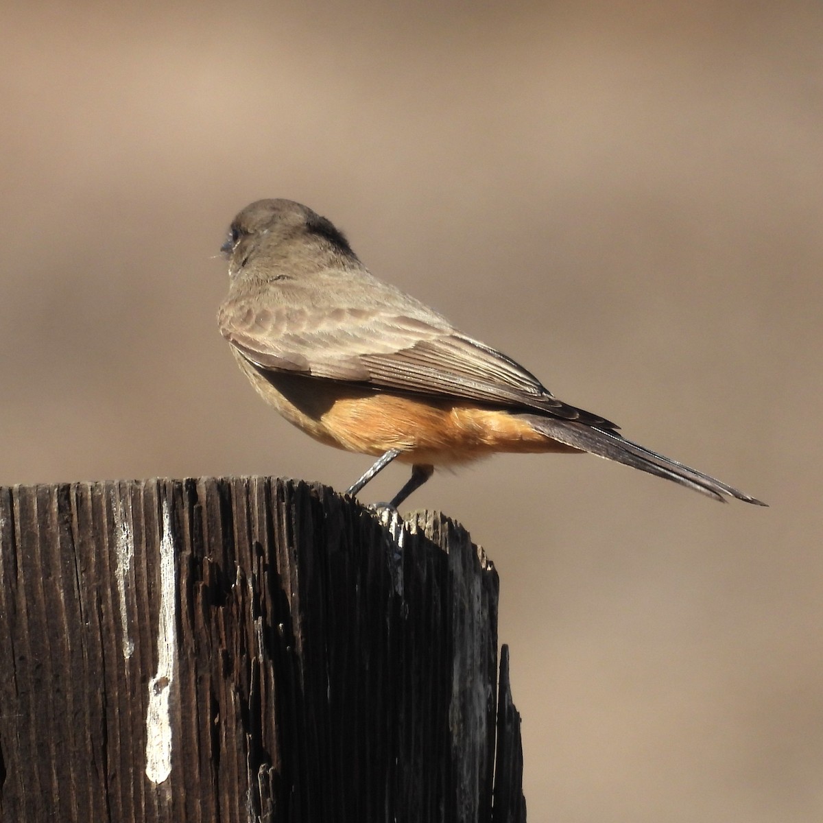 Say's Phoebe - ML646281531