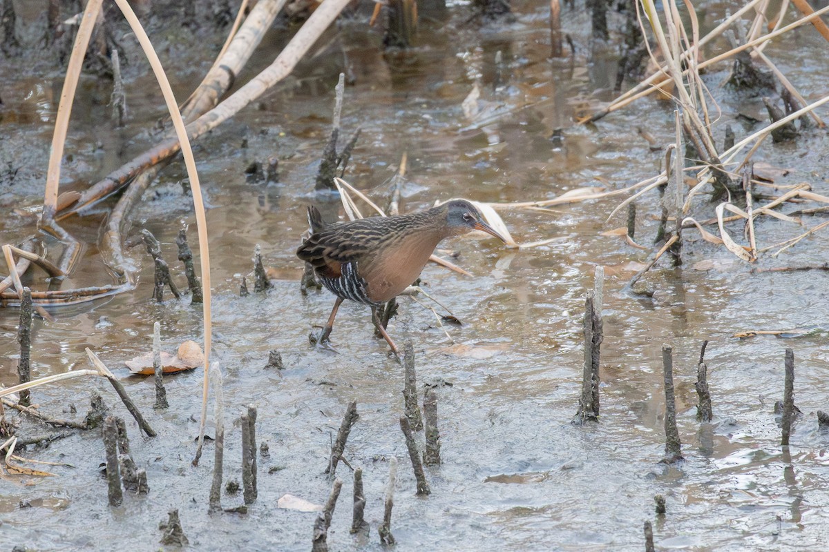 Пастушок віргінський - ML646281532