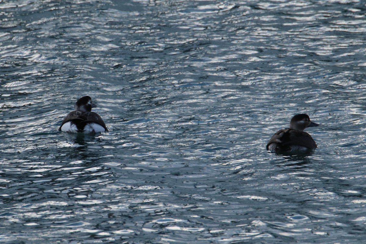 Long-tailed Duck - ML646281535