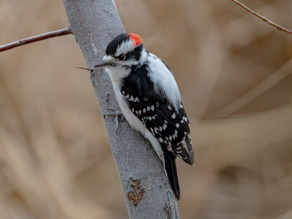Downy Woodpecker - ML646281544