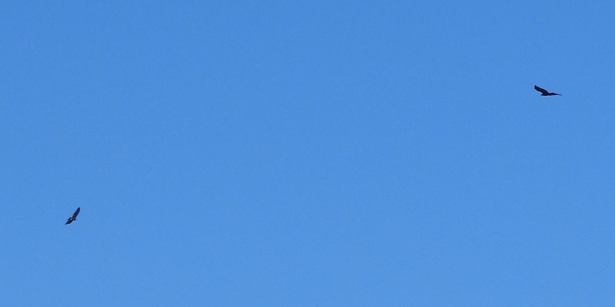 Golden Eagle - ML646281547