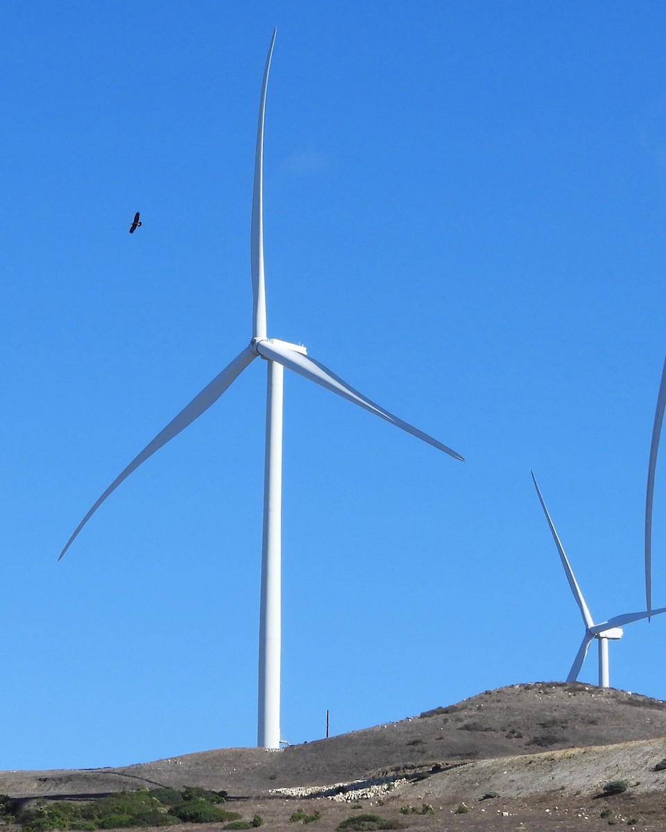 Golden Eagle - ML646281548