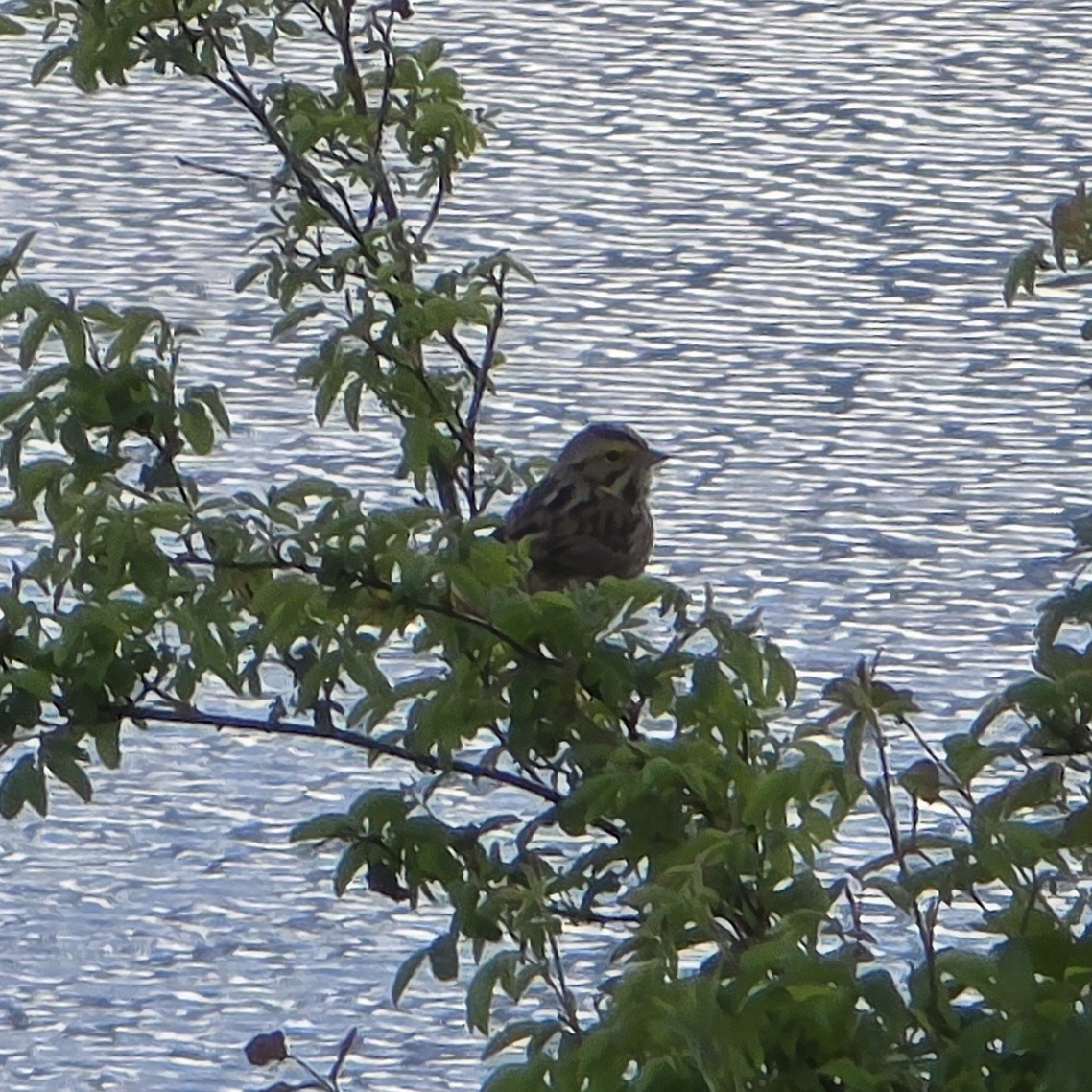 Savannah Sparrow - ML646281555