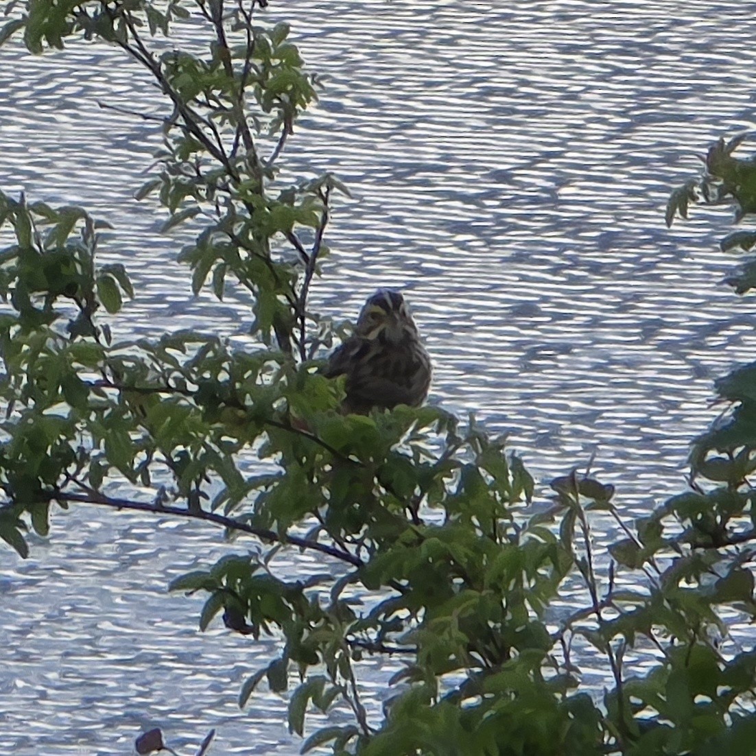 Savannah Sparrow - ML646281556