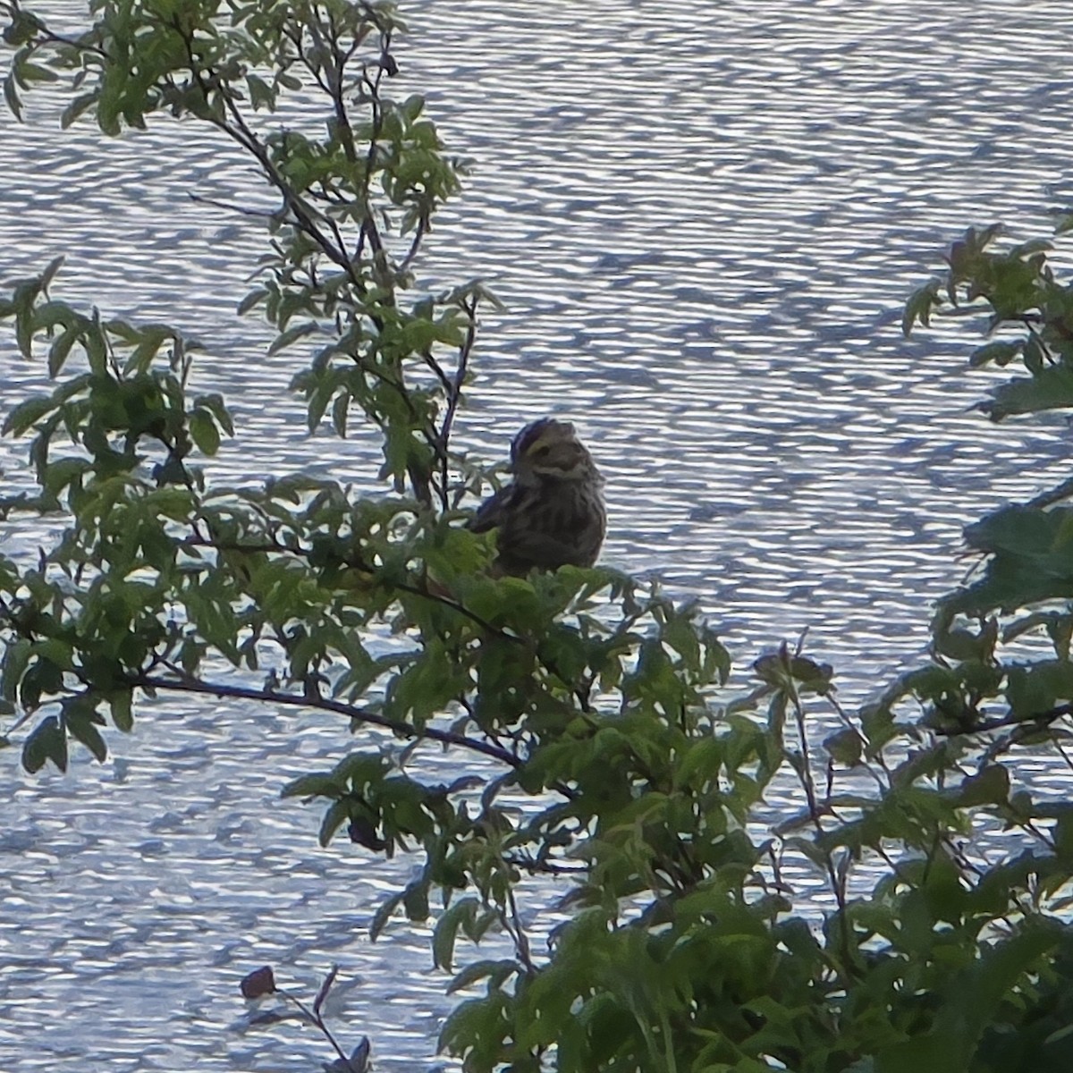 Savannah Sparrow - ML646281557