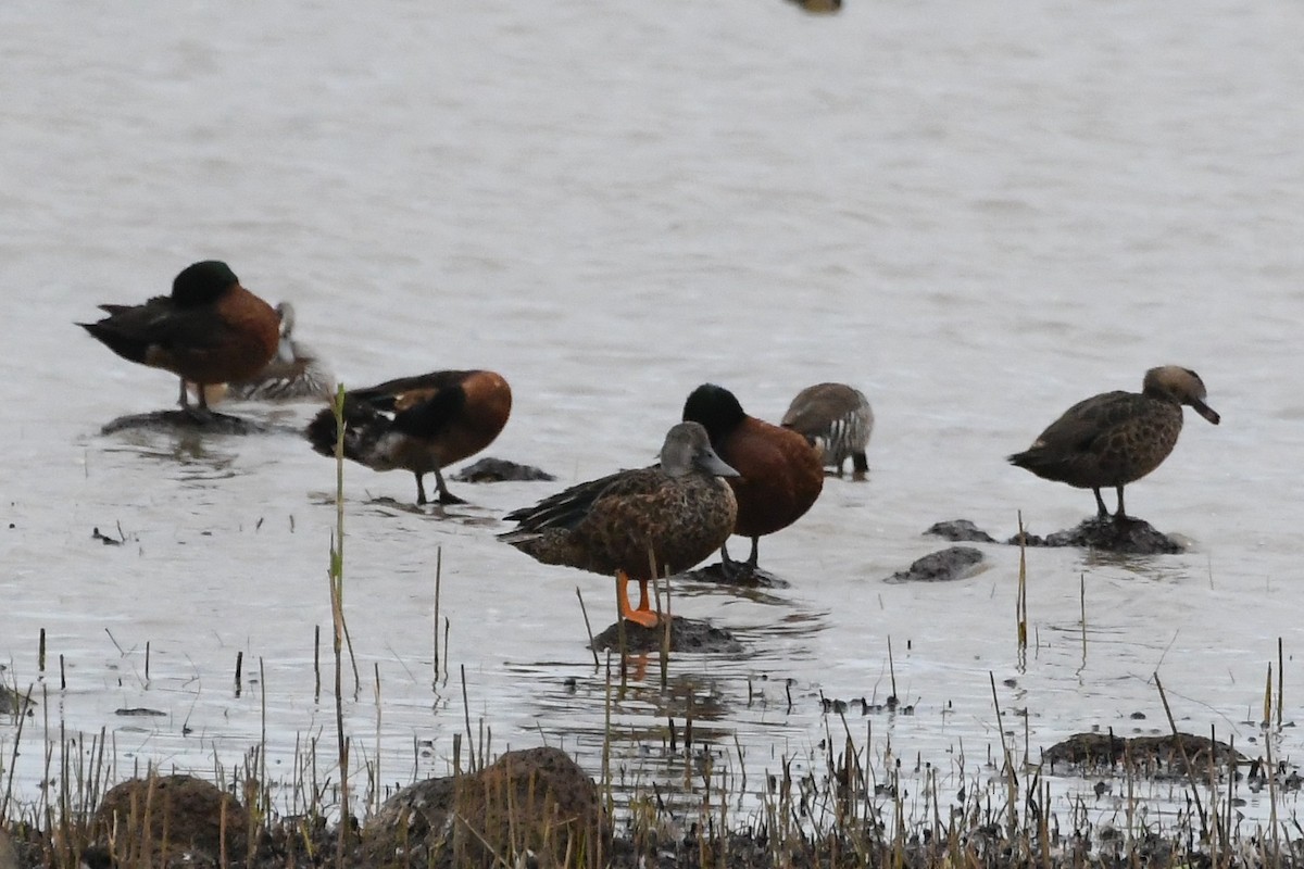 Ahate mokozabal australiarra - ML646281560