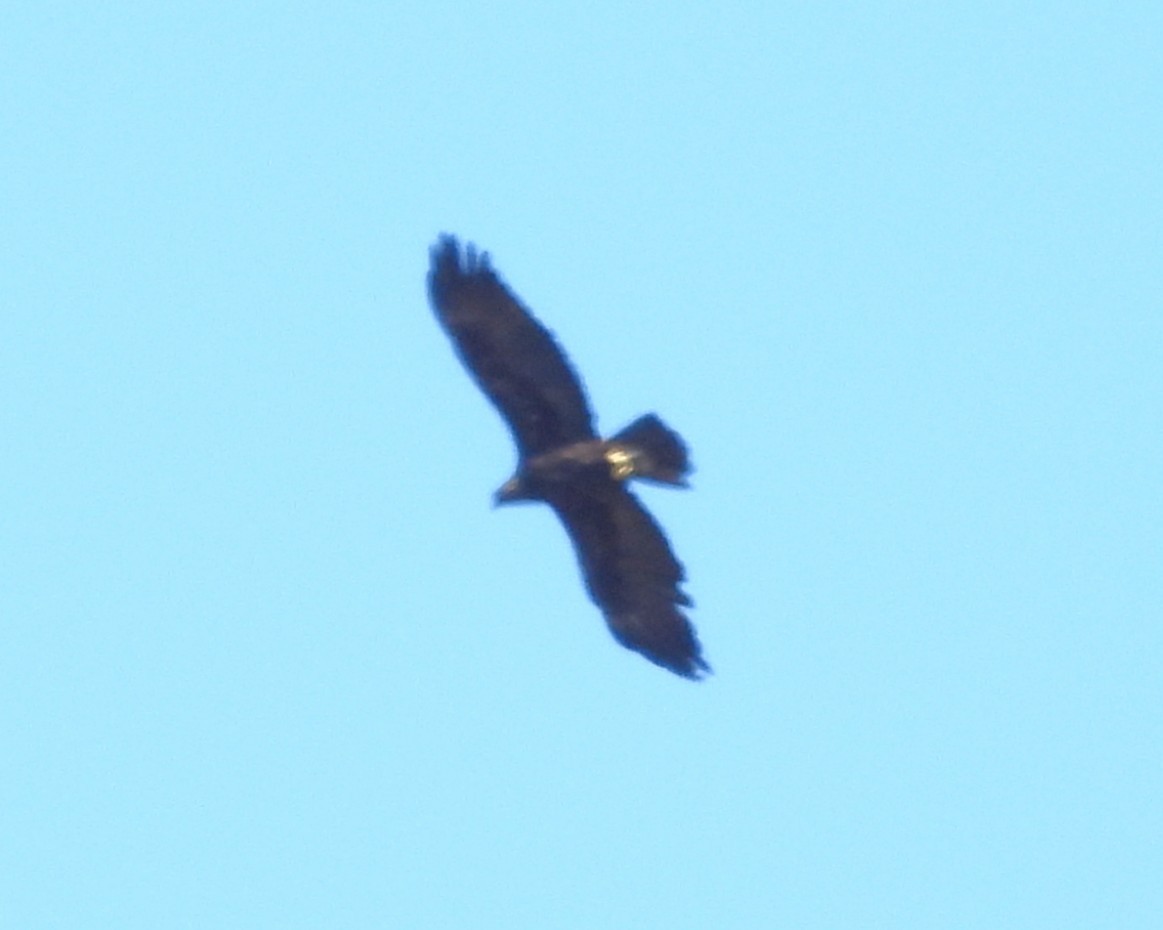 Golden Eagle - ML646281561