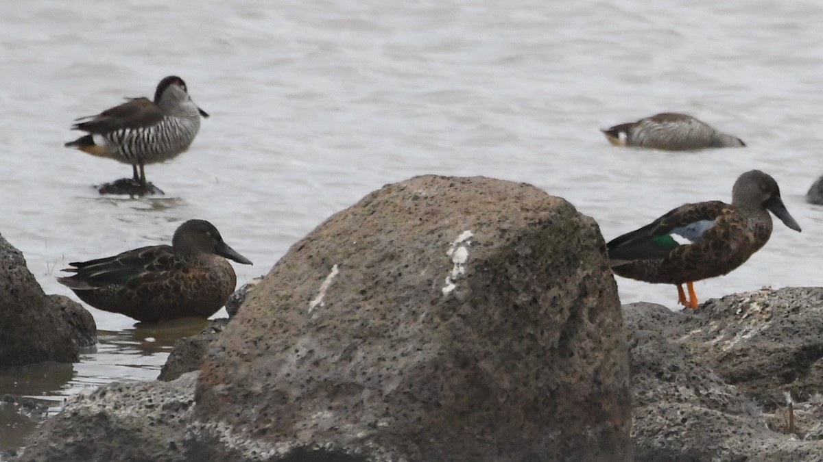 Ahate mokozabal australiarra - ML646281574