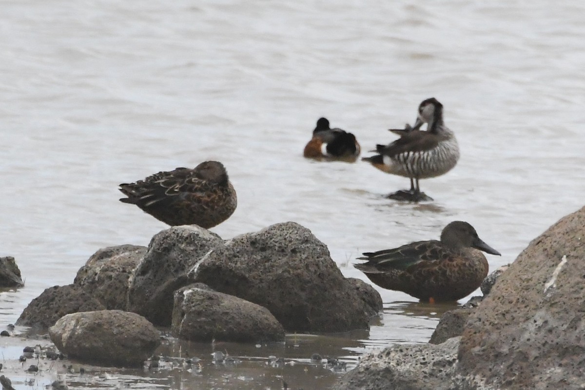 Ahate mokozabal australiarra - ML646281579