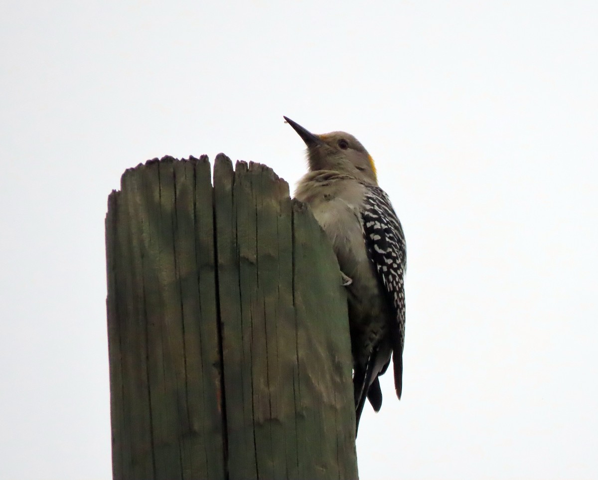 Golden-fronted Woodpecker - ML646281582