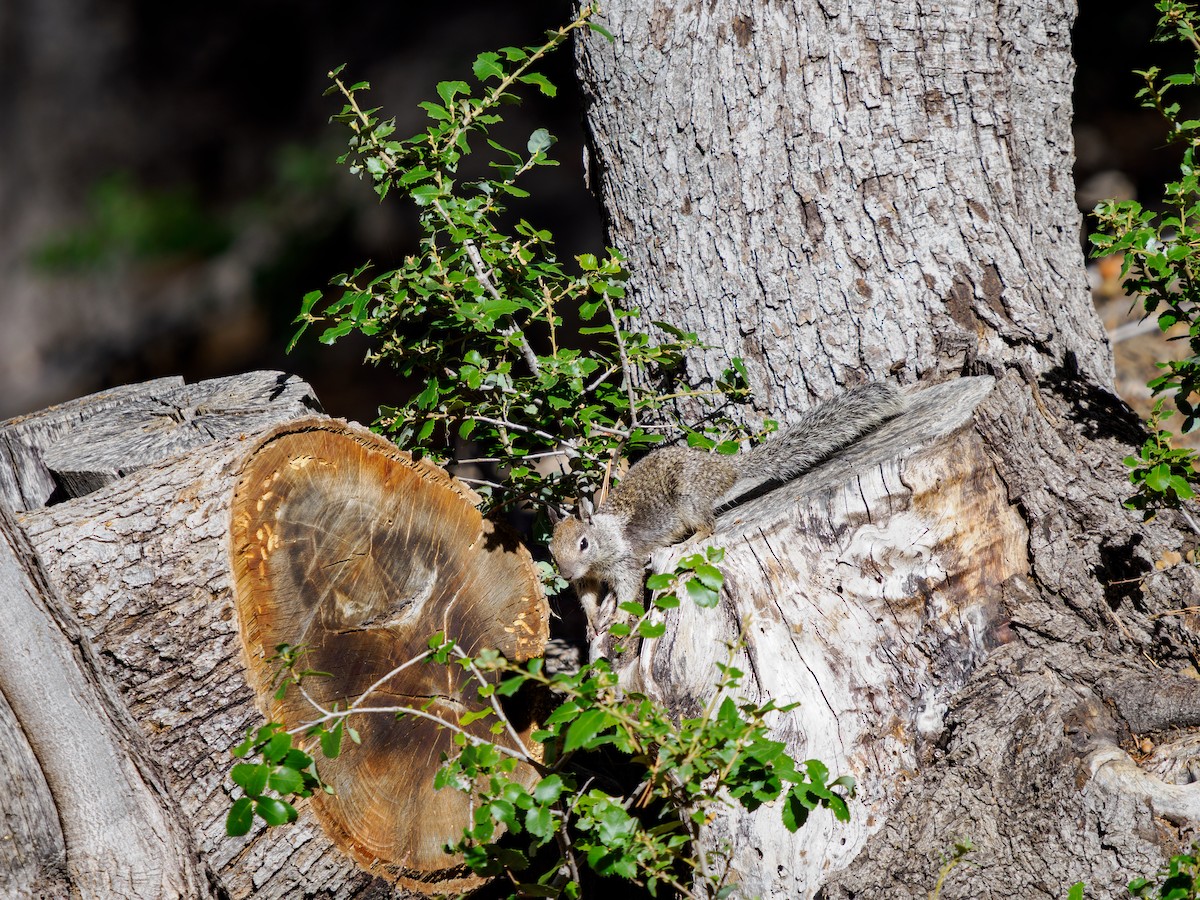 California Ground Squirrel - ML646281583