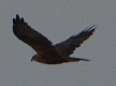 Western Marsh Harrier - ML646281588