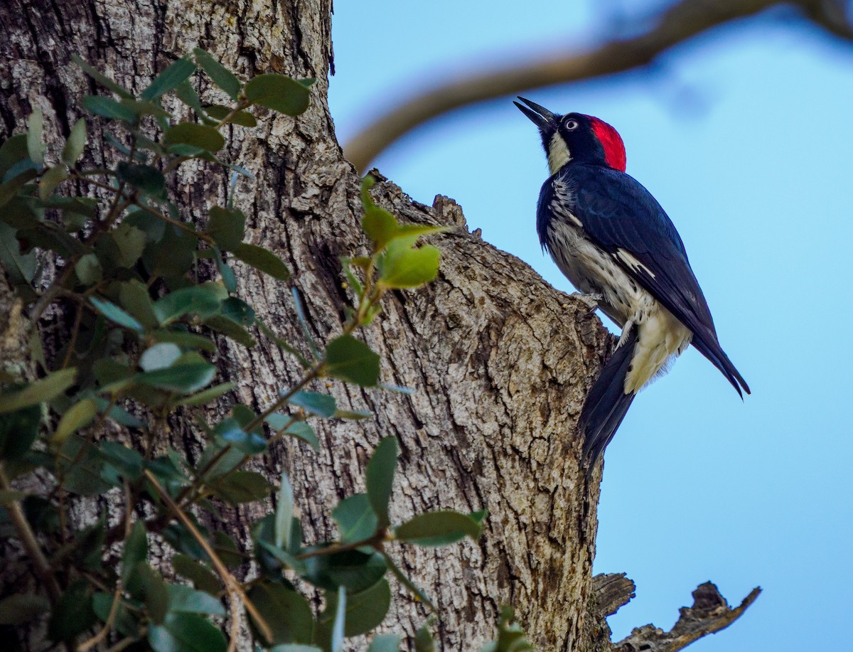 Acorn Woodpecker - ML646281601