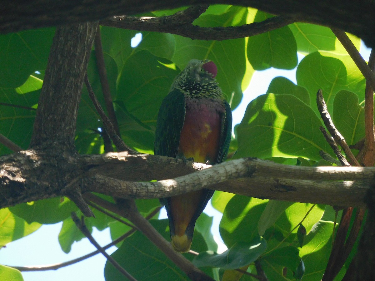 Rose-crowned Fruit-Dove - ML646281612