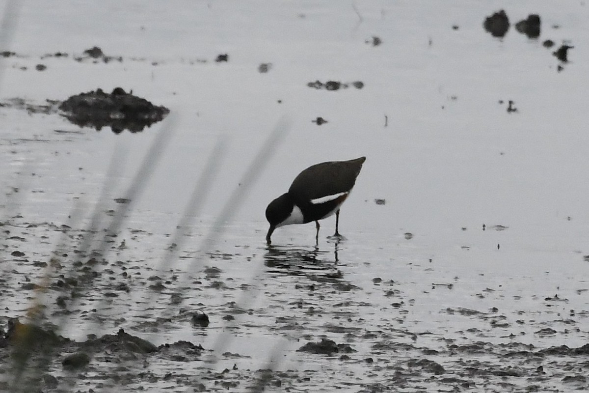 Red-kneed Dotterel - ML646281615