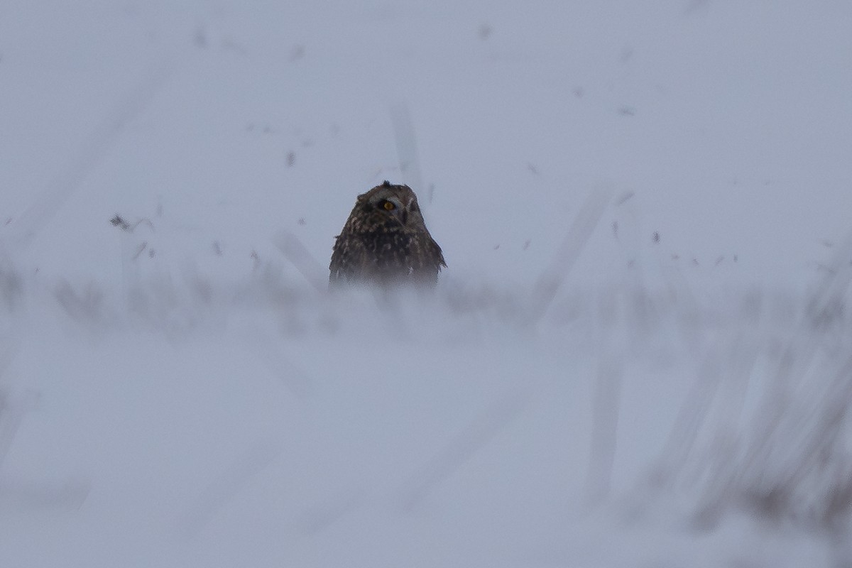 Short-eared Owl - ML646281616