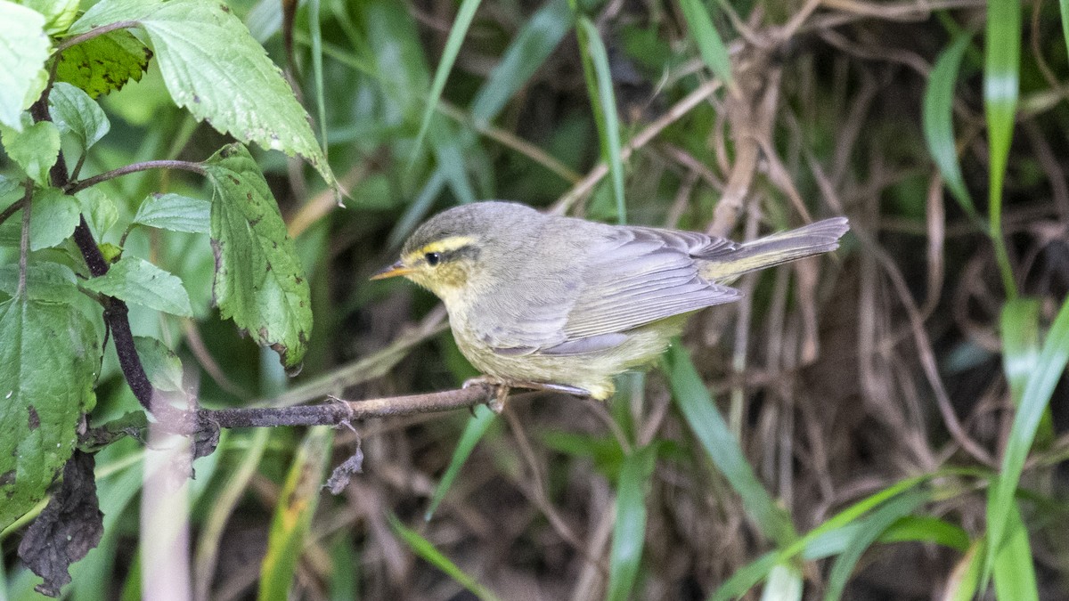 Tickell's Leaf Warbler - ML646281617