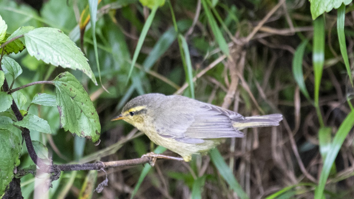 Tickell's Leaf Warbler - ML646281618