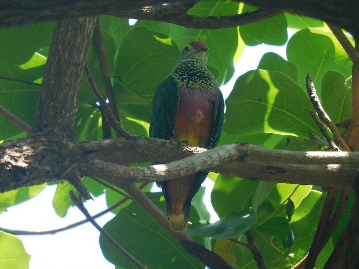 Rose-crowned Fruit-Dove - ML646281619