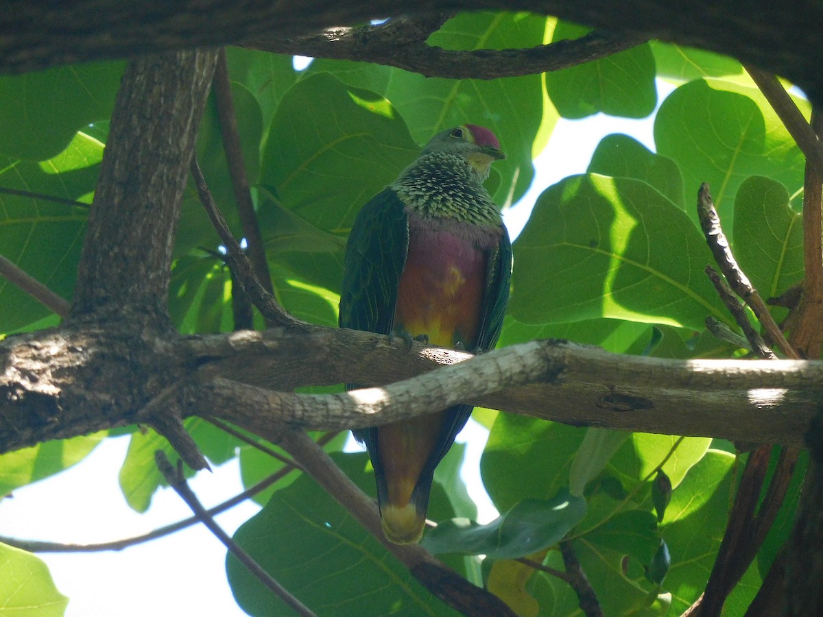 Rose-crowned Fruit-Dove - ML646281620