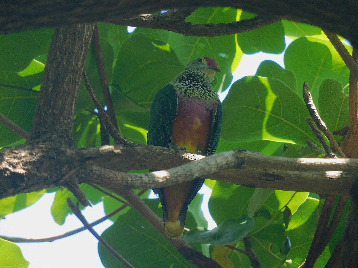 Rose-crowned Fruit-Dove - ML646281621