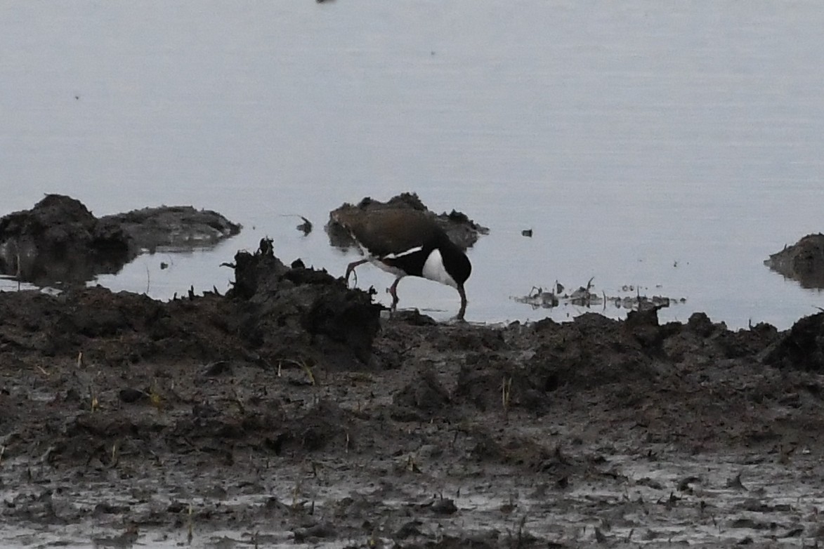 Red-kneed Dotterel - ML646281622