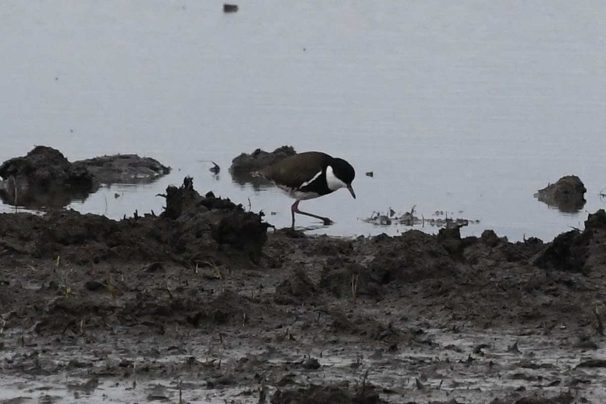 Red-kneed Dotterel - ML646281623