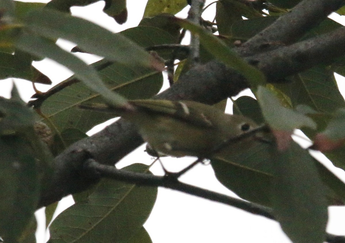 Ruby-crowned Kinglet - ML646281624