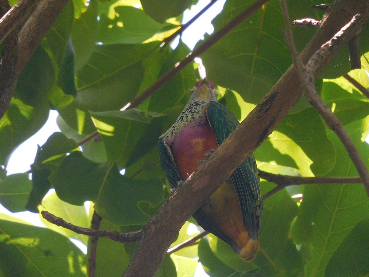 Rose-crowned Fruit-Dove - ML646281625