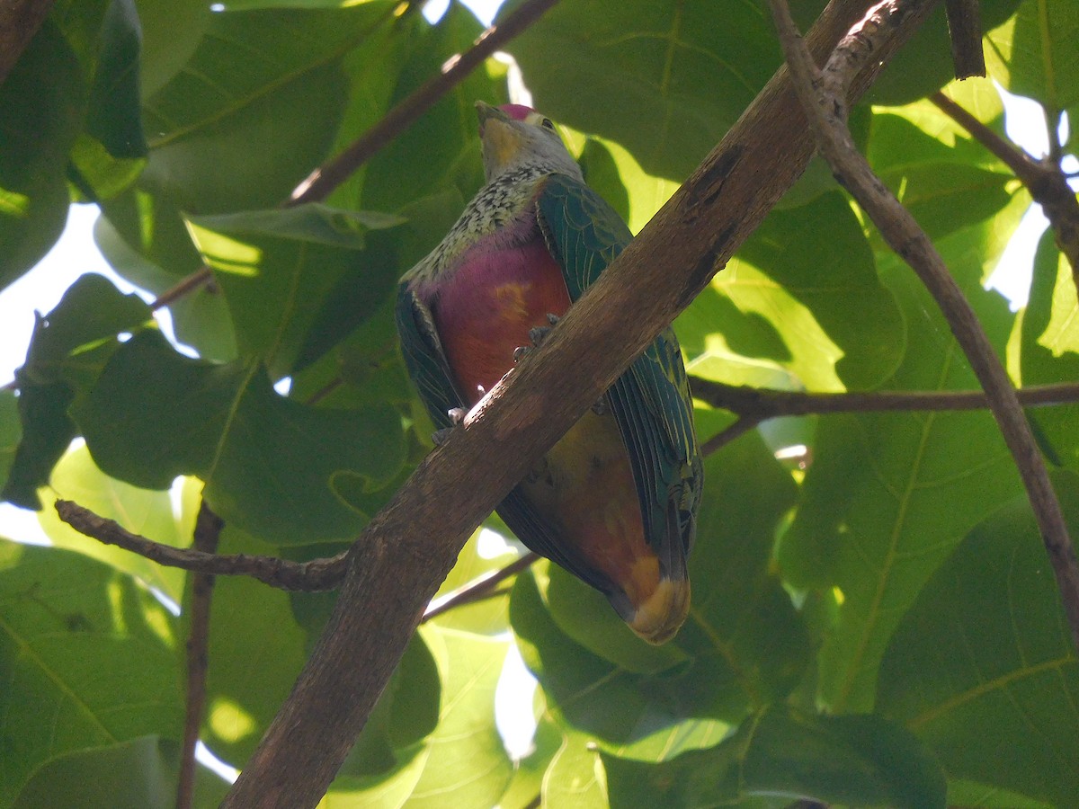 Rose-crowned Fruit-Dove - ML646281626
